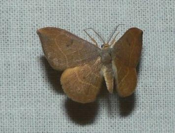 gele eenstaart.jpg - Gele eenstaart - Watsonalla binaria